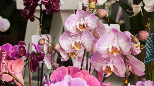 Beautiful pink   violet  white Orchids 