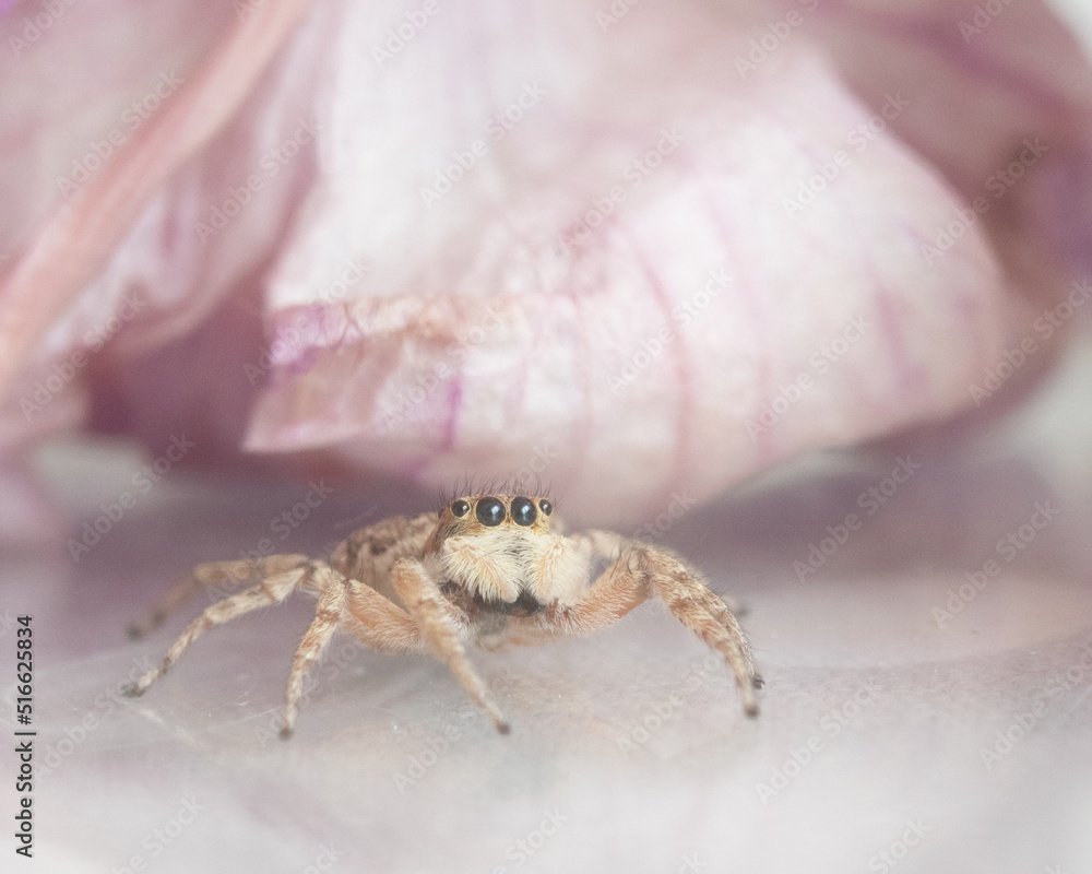 Obraz premium Jumping spider