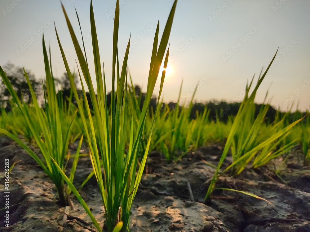 Obraz premium green grass in the wind