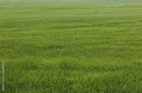 Young green crops on the field