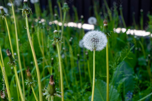 dandelion in grass