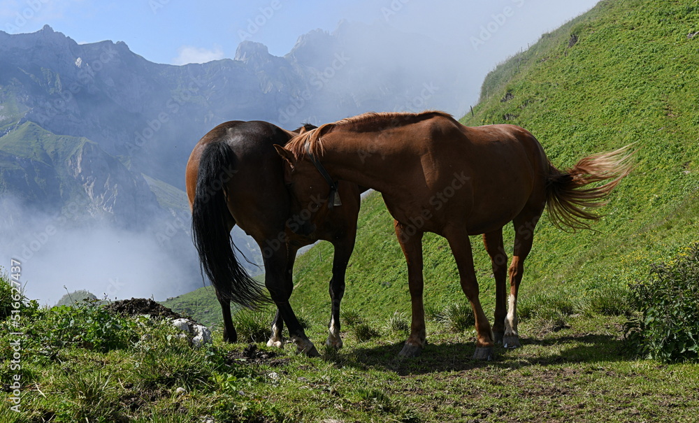 chevaux...la haut sur l'alpage