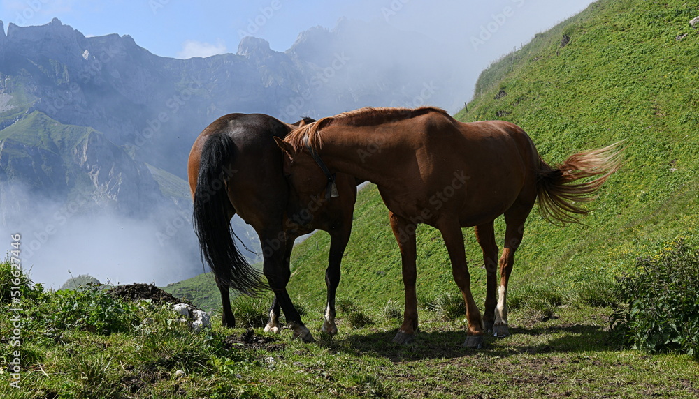 chevaux...la haut sur l'alpage