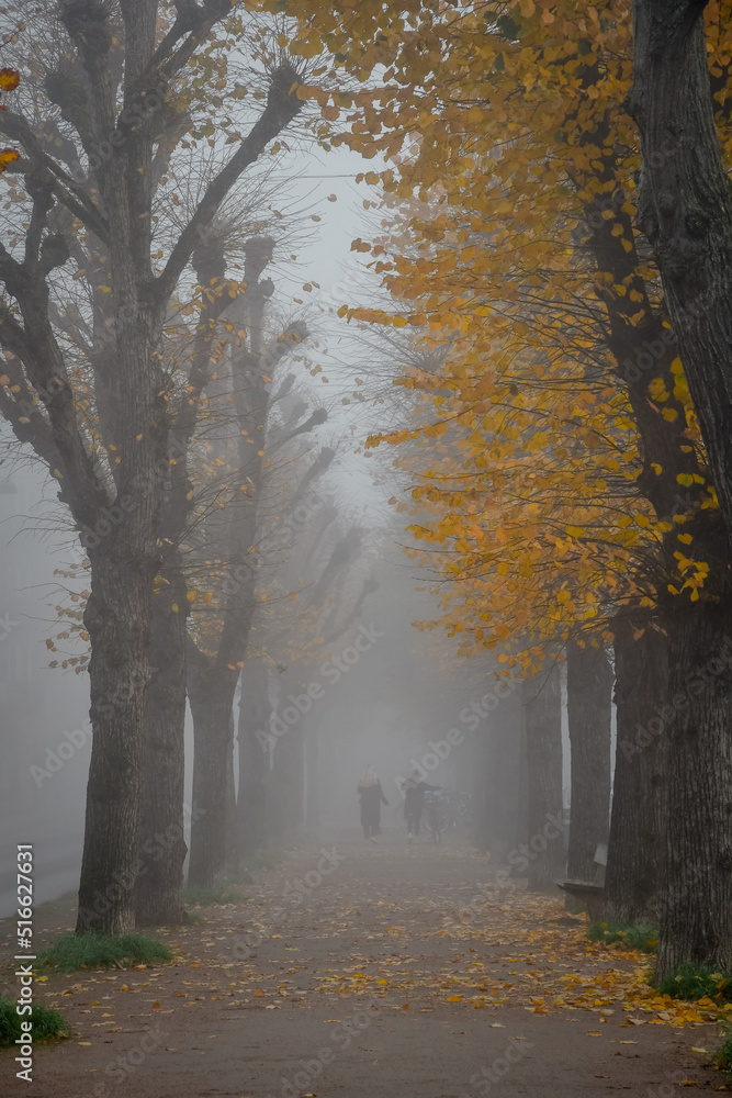 Photo of a path in park while foggy weather