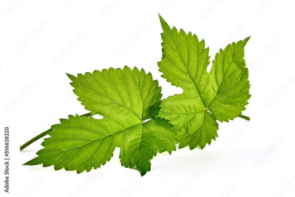 Humulus lupulus, Common hop leaves, isolated on white background. Humulus lupulus, Common hop leaves, isolated on white background.