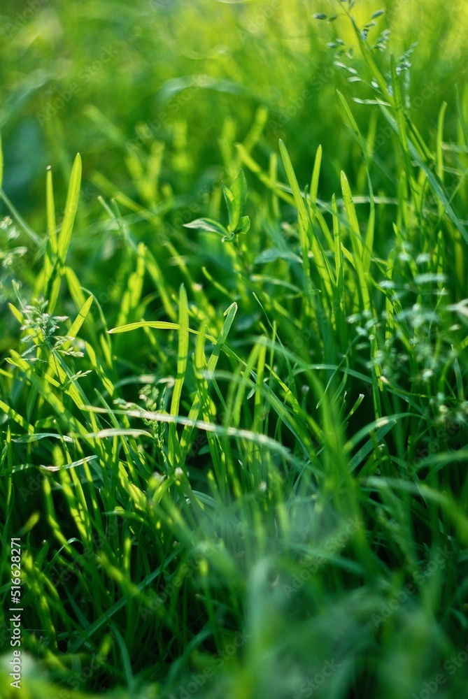 green grass background green grass background