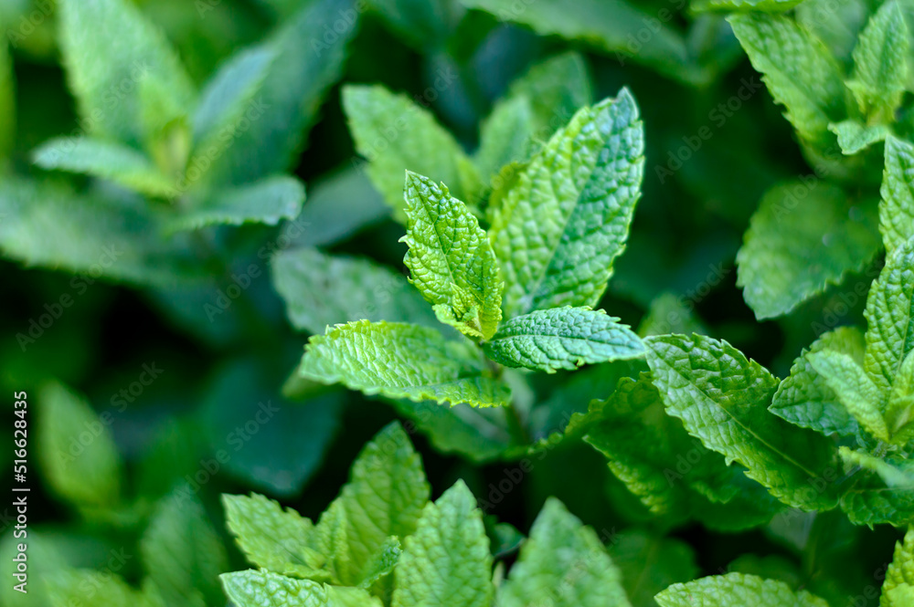 Green fresh mint plant. Growing spices and herbs for cooking and cosmetology. Green fresh mint plant. Growing spices and herbs for cooking and cosmetology.