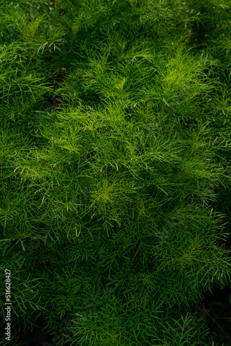 Foliage of cosmos flowers growing outdoors.