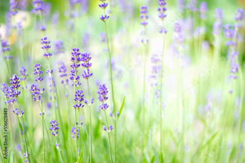 Lavender flowers in the meadow, selective focus. Elegant floral background with copy space.