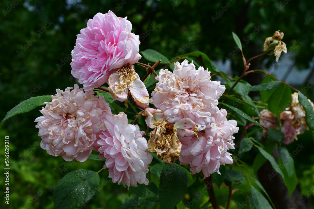 Blooming and fading rose flowers in natural conditions in the garden ...