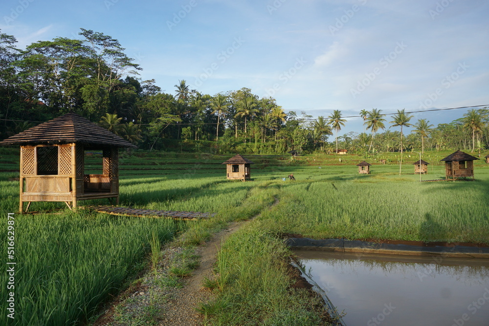 Green rice fields plantation for agricultural concept. Beautiful view of Countryside. Green rice fields plantation for agricultural concept. Beautiful view of Countryside.