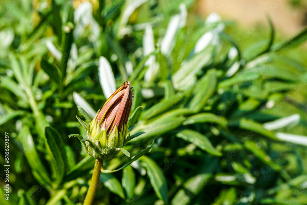 Obraz premium Gazania daisy before it has bloomed, growing in an outdoor garden.