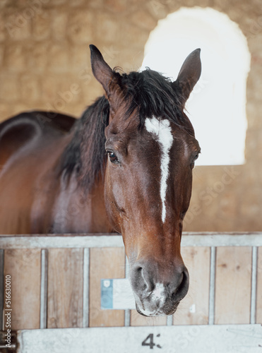 Close up of horses in stables.