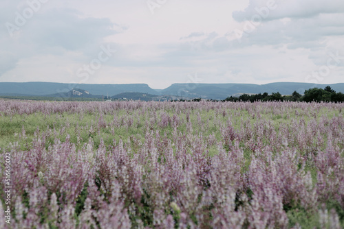 Fields of blooming clary sage in Valensole. Sentinel trees in the middle