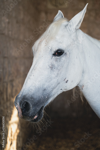 Close up of horses in stables. © MSM