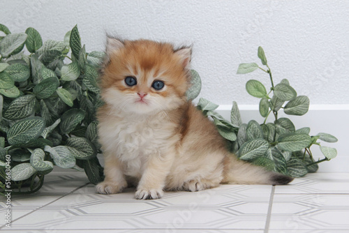 Photos British longhair kitten on white background with green leaves