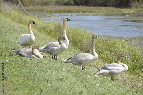 flock of swans standing on grass next to a lake