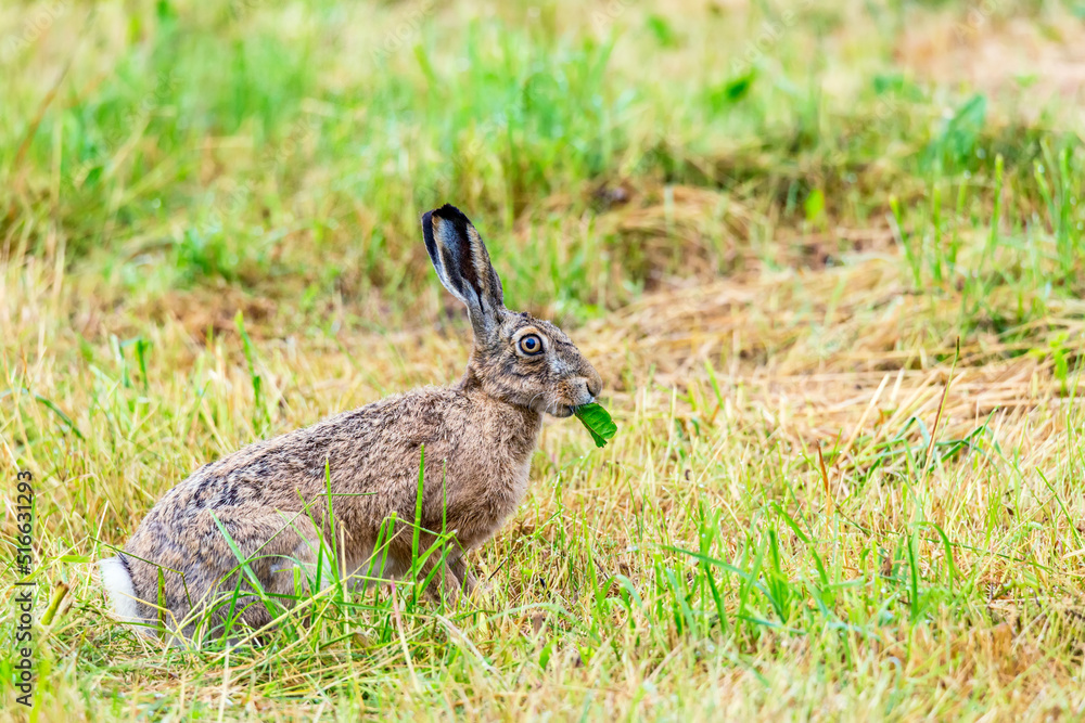 Wild european hare eating leaf. Lepus Europaeus Wild european hare eating leaf. Lepus Europaeus