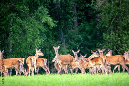Red deer group in summer. Summer landscape with herd of deer. Cervus Elaphus. Natural habitat.