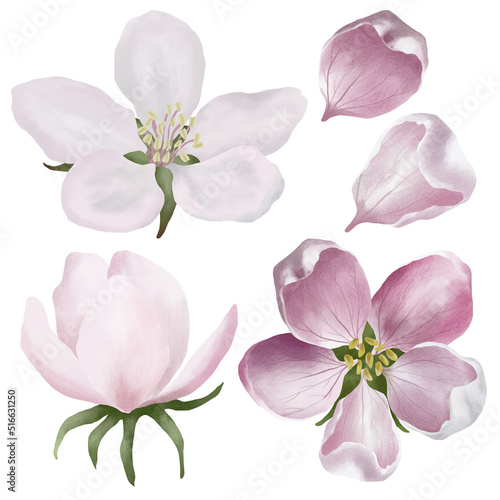 Delicate boho blossom flower set. Apple flowers botanical illustration. Spring or summer decoration floral bohemian design.