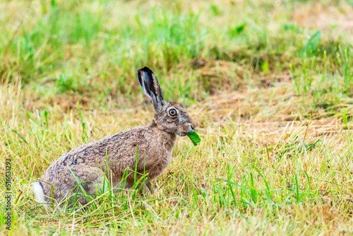 Fototapeta Naklejka Na Ścianę i Meble -  Wild european hare eating leaf. Lepus Europaeus
