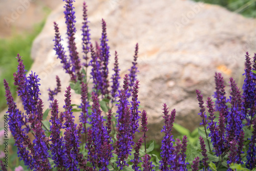 Blooming lavender in a flower bed. There is a large stone in the background. High quality photo