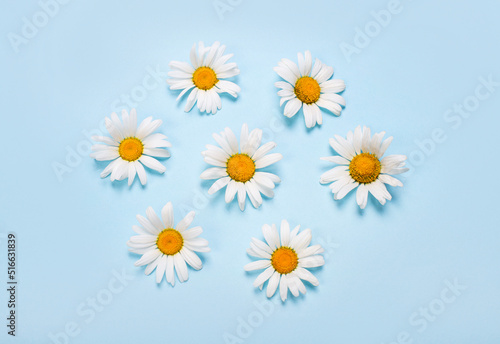 Daisy chamomile flowers on a light blue background. Summer background.