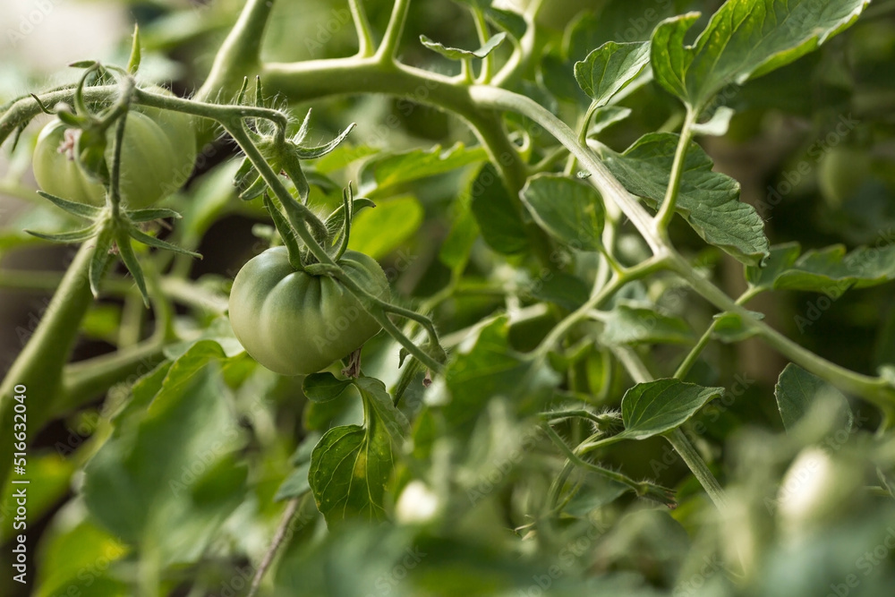 Growing young tomato plants in a greenhouse. The fruits of tomatoes on the plantation. Unripe, green tomatoes in the greenhouse. Organic farming. Harvest.