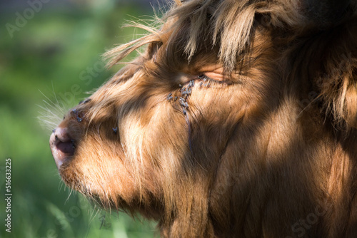 Closeup of the head of a Scottish highlander calf during daytime in the summer. Broekpolder Vlaardingen, The Netherlands. photo