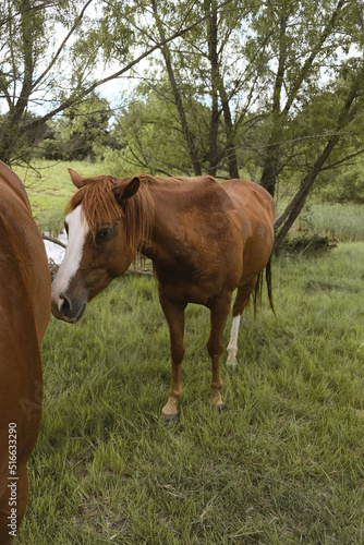 Quarter horse mare in Texas pasture for vertical portrait.