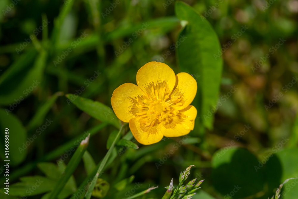 Blooming small yellow buttercup flower on a sunny day macro photography. Fresh spearwort flowering plant with yellow petals in summer close-up photo. Ranunculus flower in a green background. Blooming small yellow buttercup flower on a sunny day macro photography. Fresh spearwort flowering plant with yellow petals in summer close-up photo. Ranunculus flower in a green background.