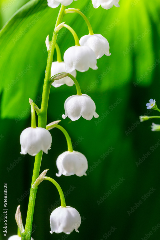 Blooming white lilies of the valley with raindrops in springtime macro photography. Garden May bells buds with water drops summertime close-up photo. Blooming white lilies of the valley with raindrops in springtime macro photography. Garden May bells buds with water drops summertime close-up photo.