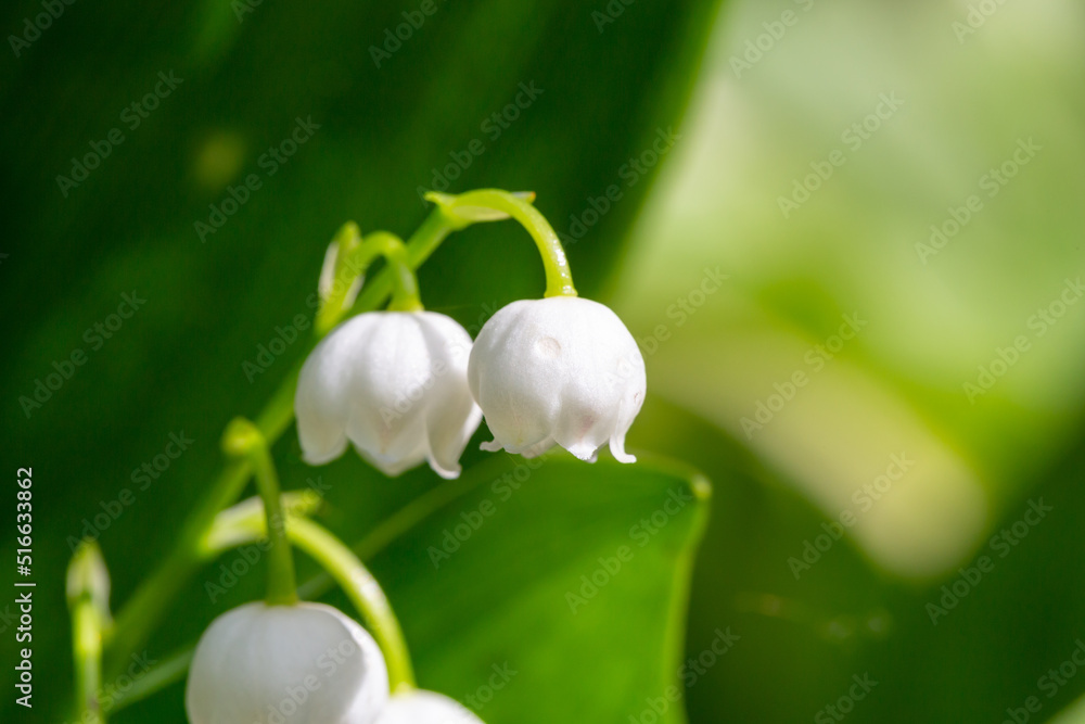 Blooming white lilies of the valley with raindrops in springtime macro photography. Garden May bells buds with water drops summertime close-up photo. Blooming white lilies of the valley with raindrops in springtime macro photography. Garden May bells buds with water drops summertime close-up photo.