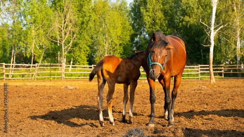 Horse and foal on a summer day
