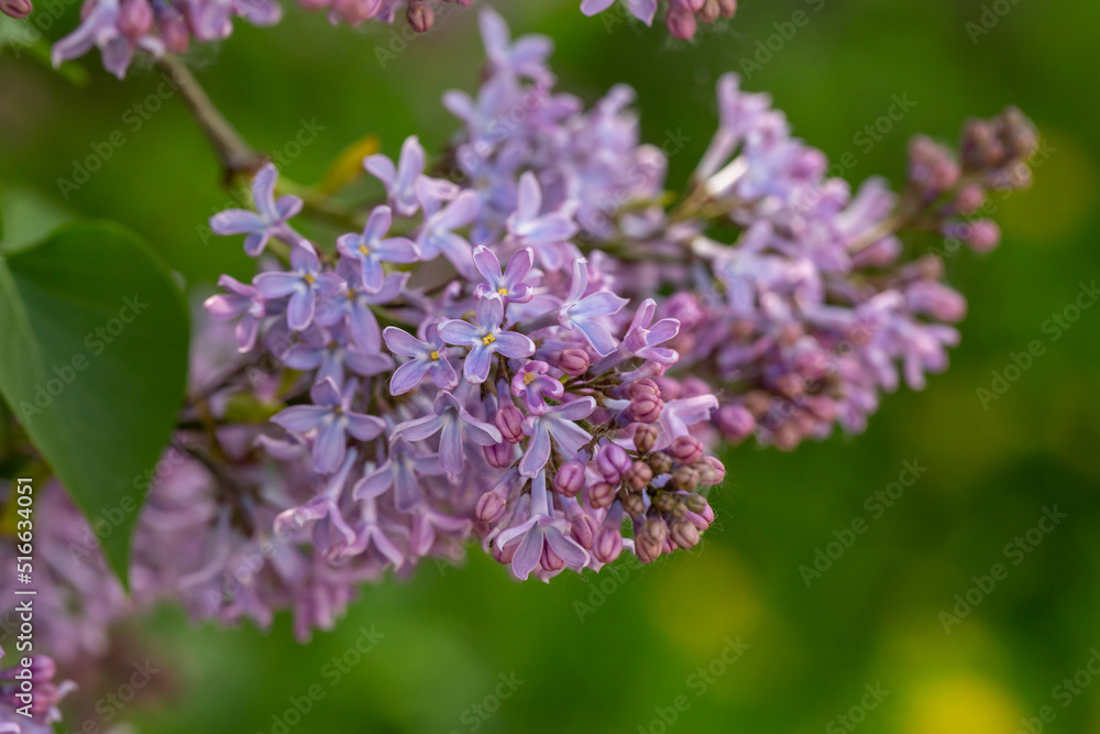 A branch of blooming purple lilac flower on a green background in a spring sunny day macro photography. Small violet sirynga vulgaris flowers on a branch of a flowering plant close-up photo. A branch of blooming purple lilac flower on a green background in a spring sunny day macro photography. Small violet sirynga vulgaris flowers on a branch of a flowering plant close-up photo.