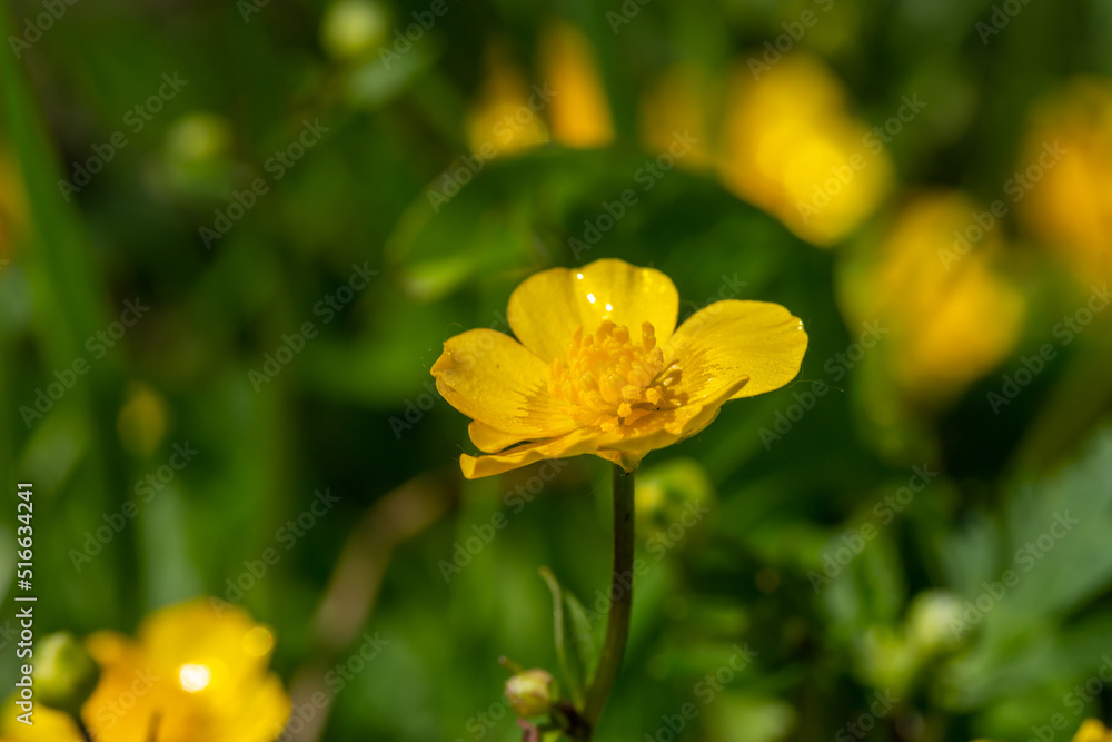 Blooming small yellow buttercup flower on a sunny day macro photography. Fresh spearwort flowering plant with yellow petals in summer close-up photo. Ranunculus flower in a green background. Blooming small yellow buttercup flower on a sunny day macro photography. Fresh spearwort flowering plant with yellow petals in summer close-up photo. Ranunculus flower in a green background.