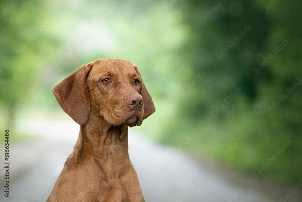 Hungarian Short-haired Pointing Dog Vizsla detail of head Hungarian Short-haired Pointing Dog Vizsla detail of head