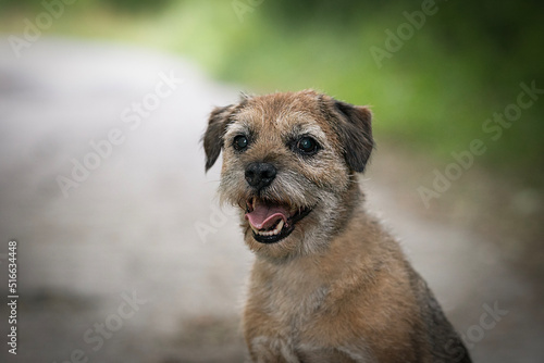 Obraz na plátně old border terrier dog photo of head