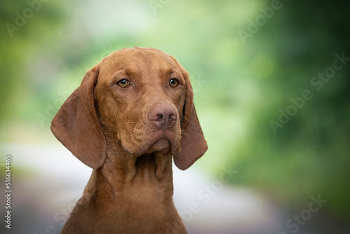 Hungarian Short-haired Pointing Dog Vizsla detail of head