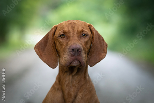 Hungarian Short-haired Pointing Dog Vizsla detail of head