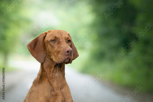 Hungarian Short-haired Pointing Dog Vizsla detail of head