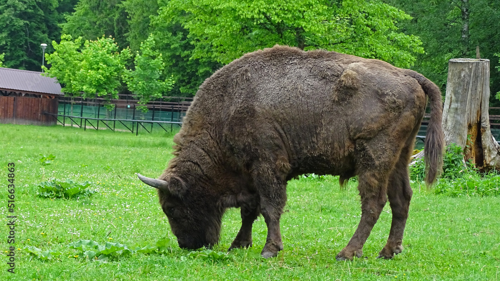Fototapeta premium Animals in Białowieża, Poland 