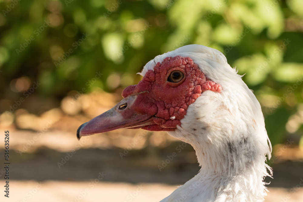 pato criollo macho retrato de cabeza (Cairina moschata) pato criollo macho retrato de cabeza (Cairina moschata)