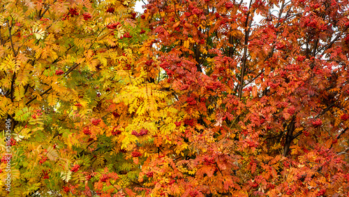 Slika na platnu Ripe bunches of rowanberry or mountain ash on tree branches of rowan with red and yellow leaves in autumn time