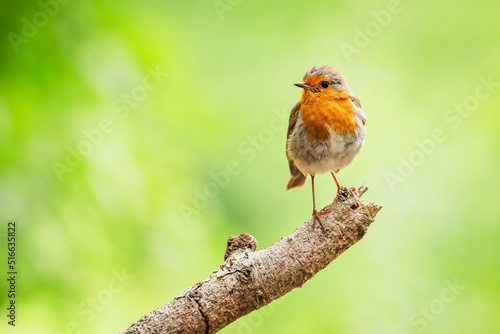 The European robin, a cute small passerine songbird with red breast, perching on a branch in a forest. Plain green background.