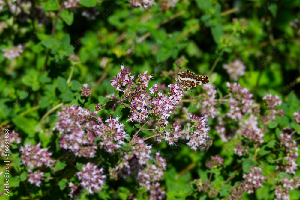 Map butterfly (Araschnia levana) with closed wings sitting on a pink flower in Zurich, Switzerland