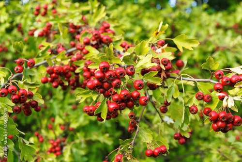 Hawthorn  bush  (Crataegus monogyna) full of red fruits