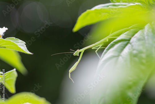Bild auf Leinwand Baby praying mantis peeks out from under a basil leaf