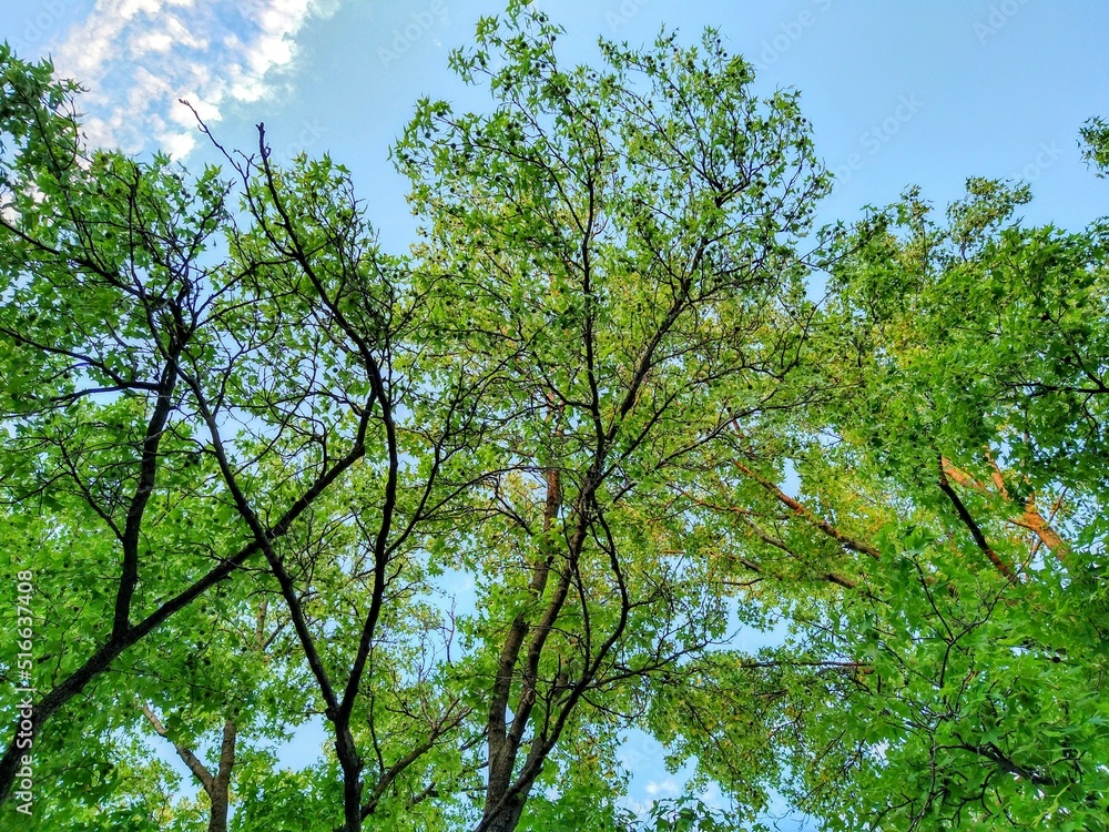 Fototapeta premium Sunlit Summer Afternoon Green Leaves and Cloudy Sky