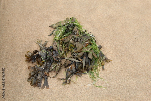 Coral and seaweed that has been washed up by the sea. In this image, the tide is out and the coral is clearly visible.